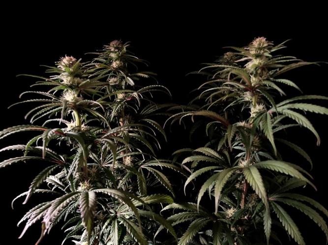 3M 🌟 Bahia Black Head. Week 10