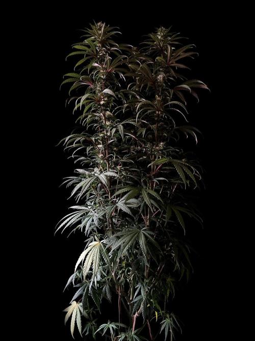 3M 🌟 Bahia Black Head. Week 10