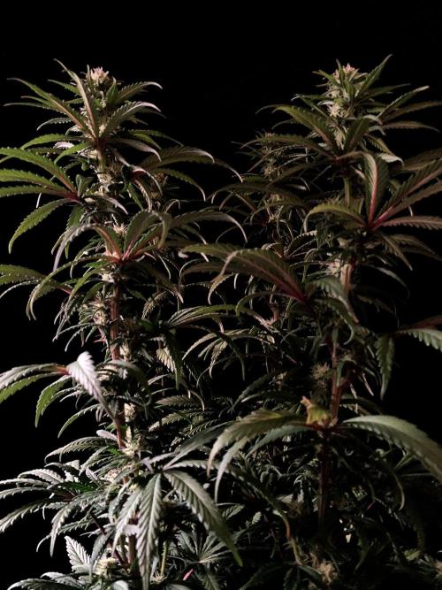 3M 🌟 Bahia Black Head. Week 10