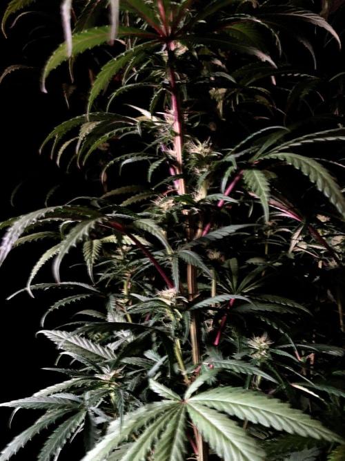 3M 🌟 Bahia Black Head. Week 10