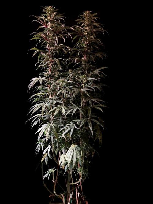 3M 🌟 Bahia Black Head. Week 10