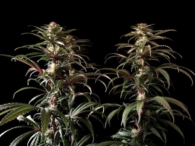 3M 🌟 Bahia Black Head. Week 10