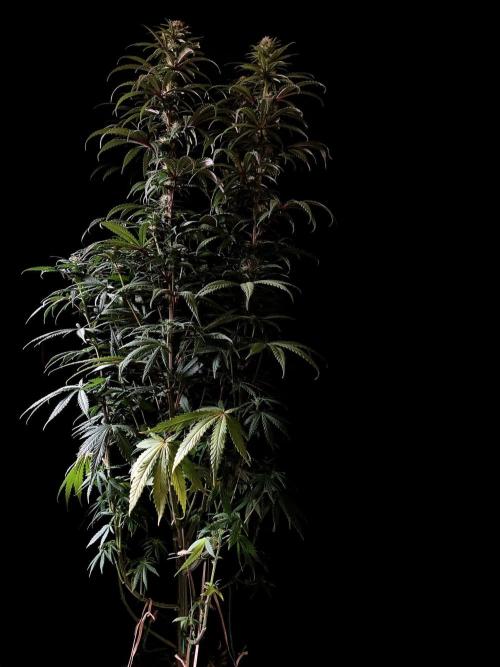 3M 🌟 Bahia Black Head. Week 10