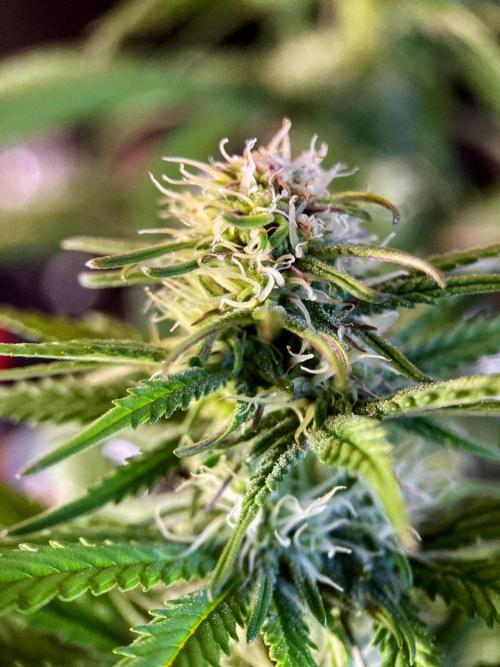 3M 🌟 Bahia Black Head. Week 10