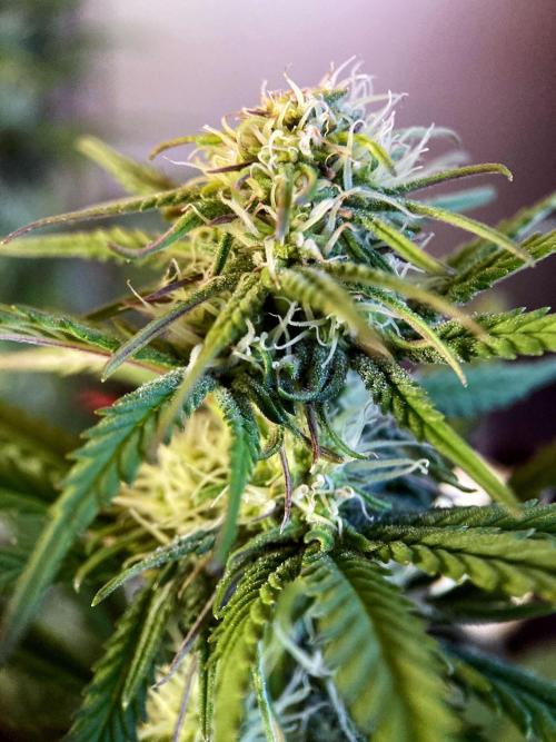 3M 🌟 Bahia Black Head. Week 10