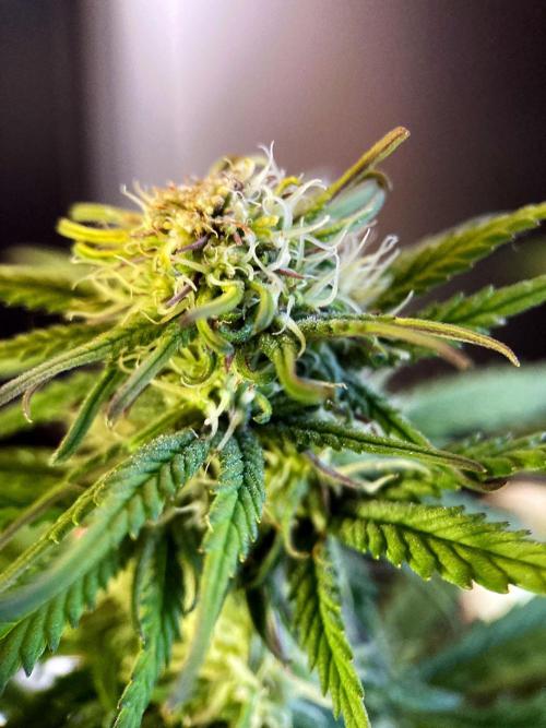 3M 🌟 Bahia Black Head. Week 10