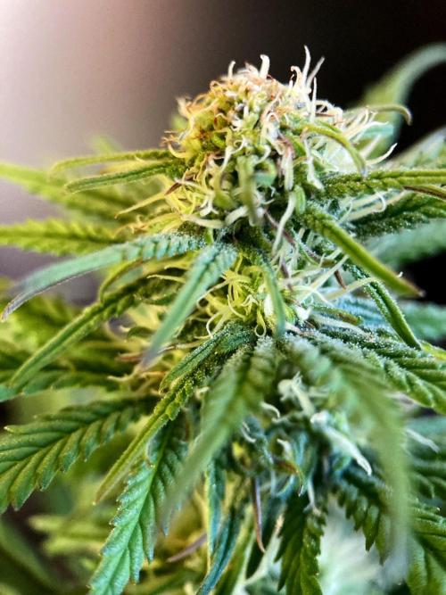 3M 🌟 Bahia Black Head. Week 10