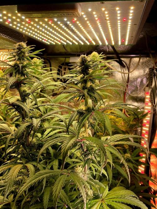 3M 🌟 Bahia Black Head. Week 10