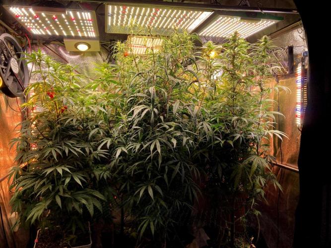 3M 🌟 Bahia Black Head. Week 10