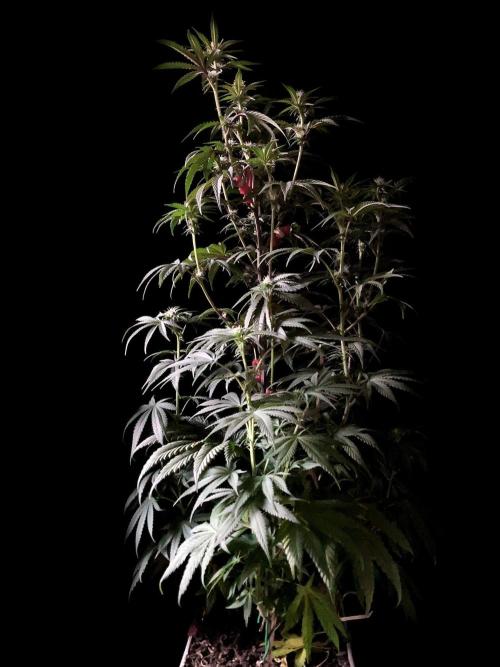 3M 🍋 Black Lemon. Week 10