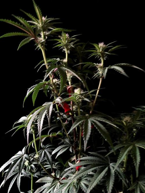 3M 🍋 Black Lemon. Week 10