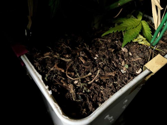 3M 🍋 Black Lemon. Week 10 - Sacred Mulch