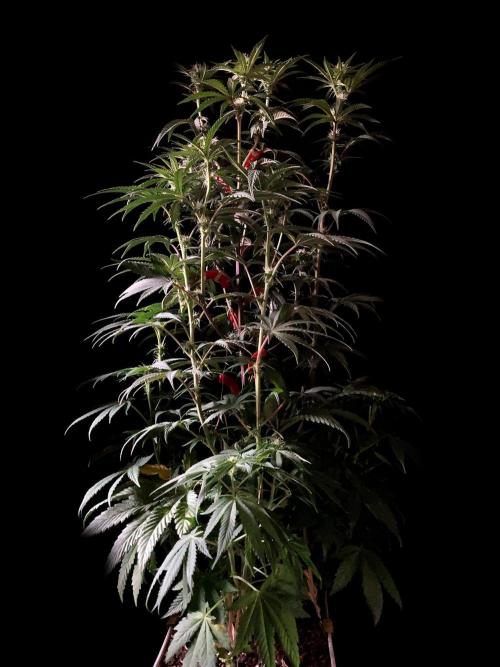 3M 🍋 Black Lemon. Week 10