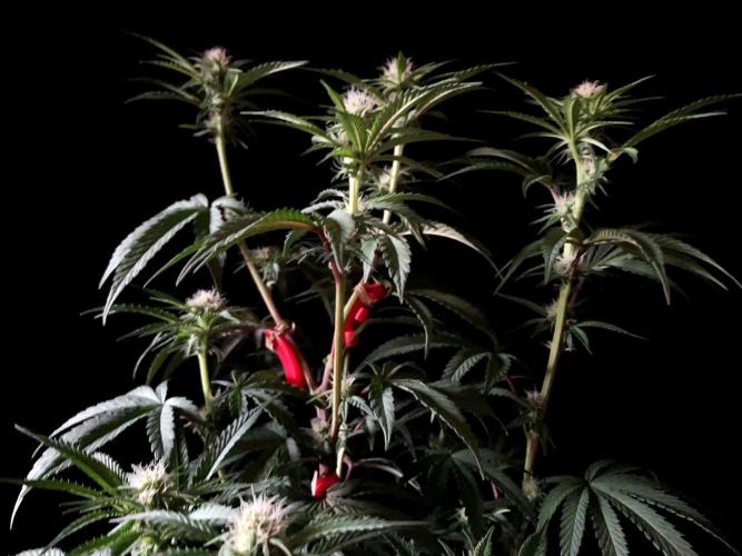 3M 🍋 Black Lemon. Week 10