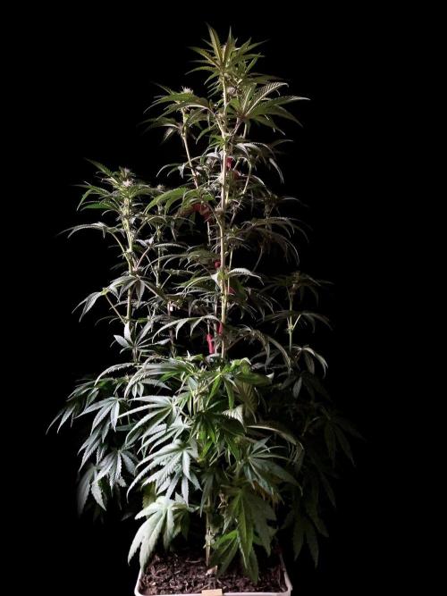 3M 🍋 Black Lemon. Week 10