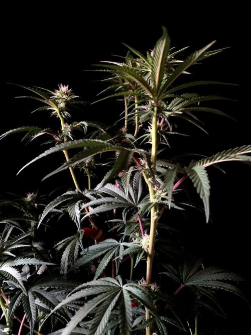 3M 🍋 Black Lemon. Week 10