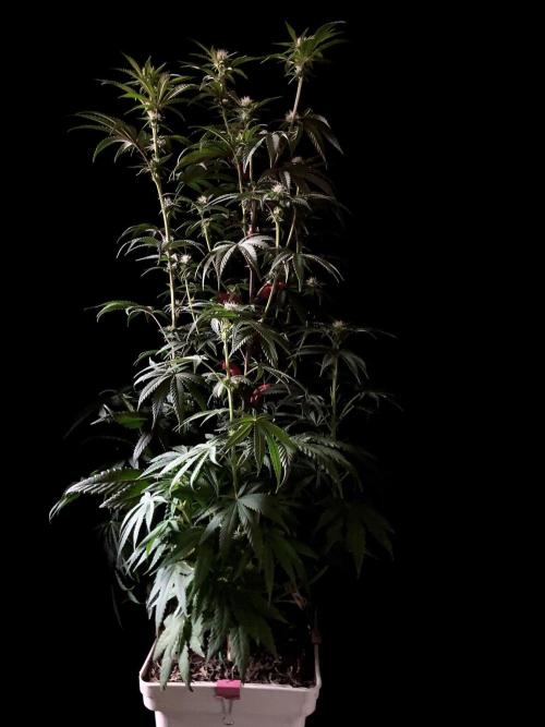 3M 🍋 Black Lemon. Week 10