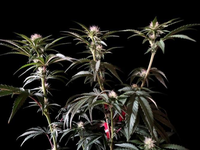 3M 🍋 Black Lemon. Week 10