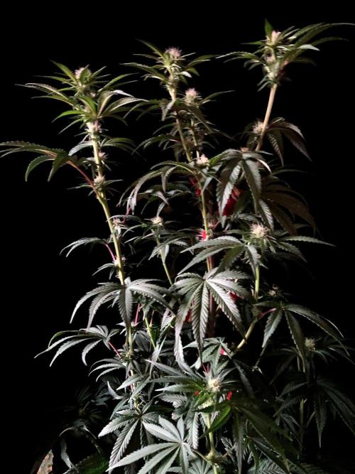 3M 🍋 Black Lemon. Week 10