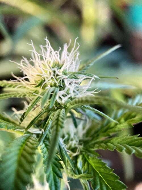 3M 🍋 Black Lemon. Week 10