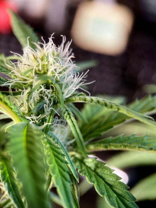 3M 🍋 Black Lemon. Week 10