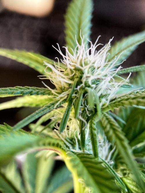 3M 🍋 Black Lemon. Week 10