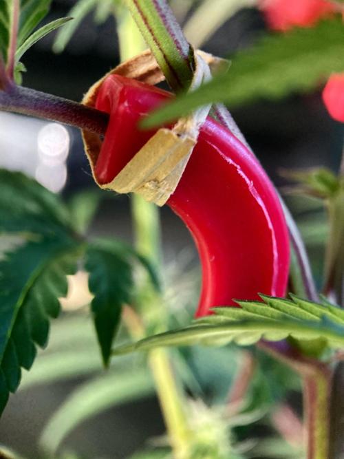 3M 🍋 Black Lemon. Week 10