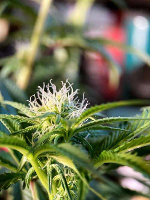 3M 🍋 Black Lemon. Week 10