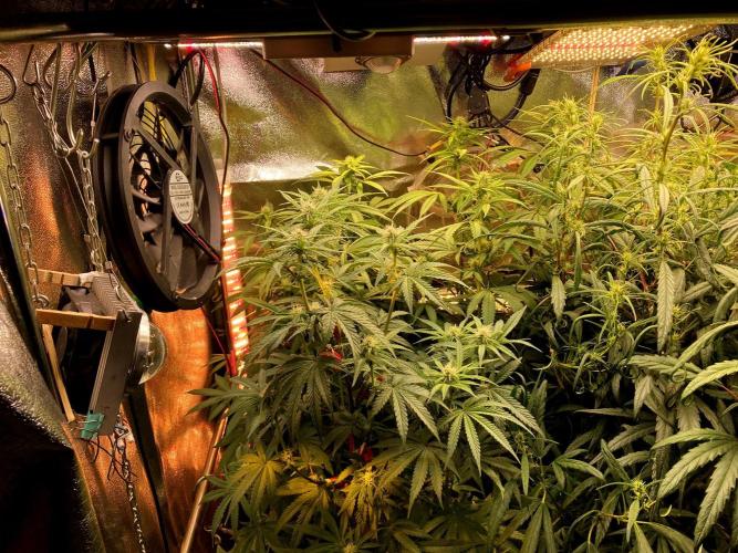 3M 🍋 Black Lemon. Week 10