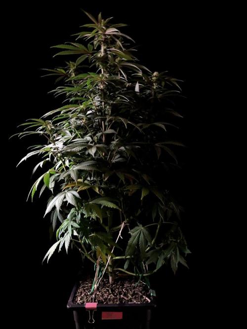 3M ⭕ Panama Red II. Week 10