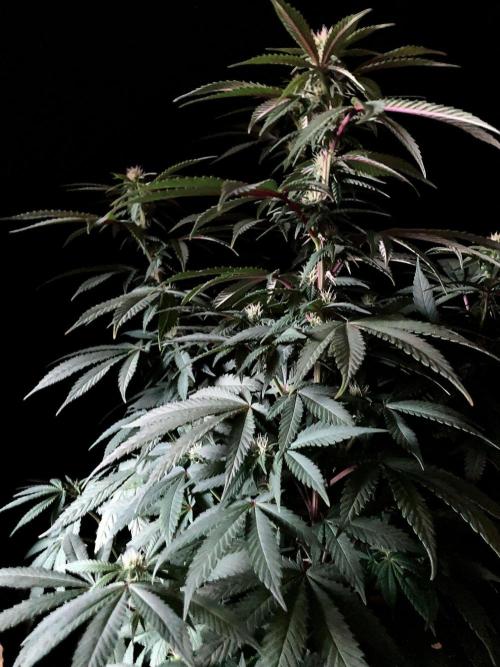 3M ⭕ Panama Red II. Week 10