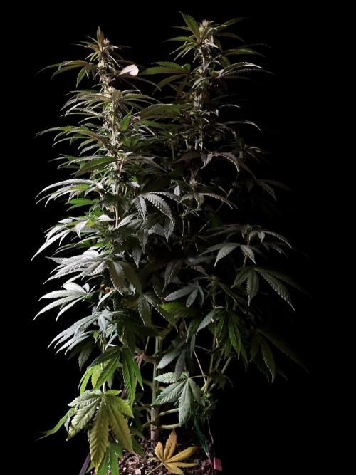 3M ⭕ Panama Red II. Week 10