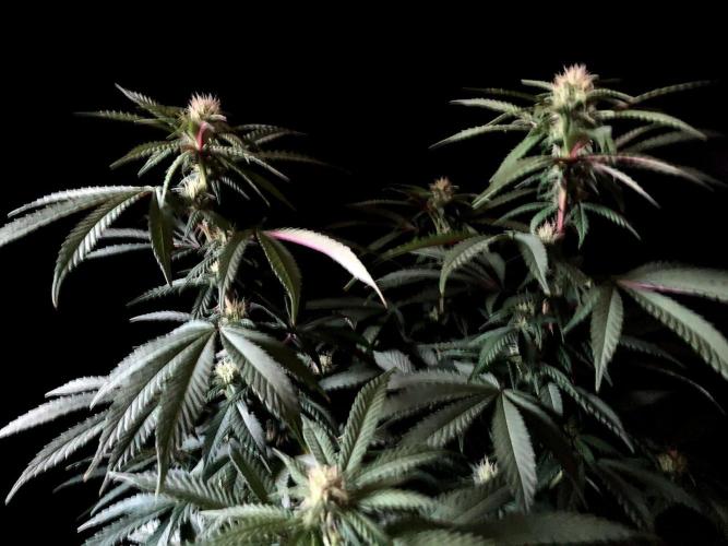 3M ⭕ Panama Red II. Week 10