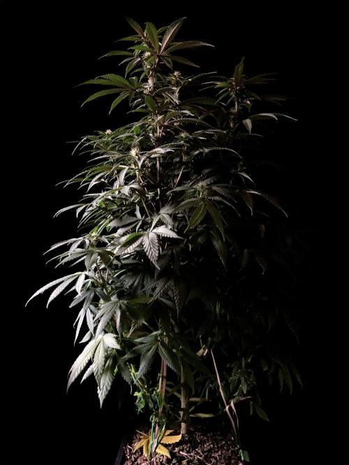 3M ⭕ Panama Red II. Week 10