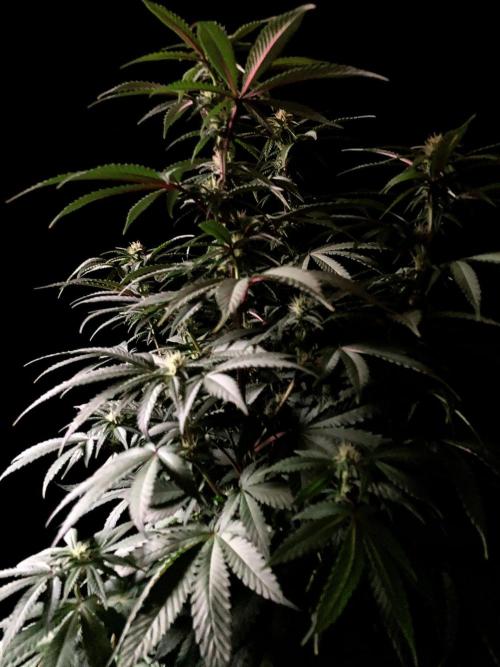 3M ⭕ Panama Red II. Week 10