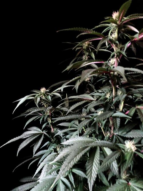 3M ⭕ Panama Red II. Week 10