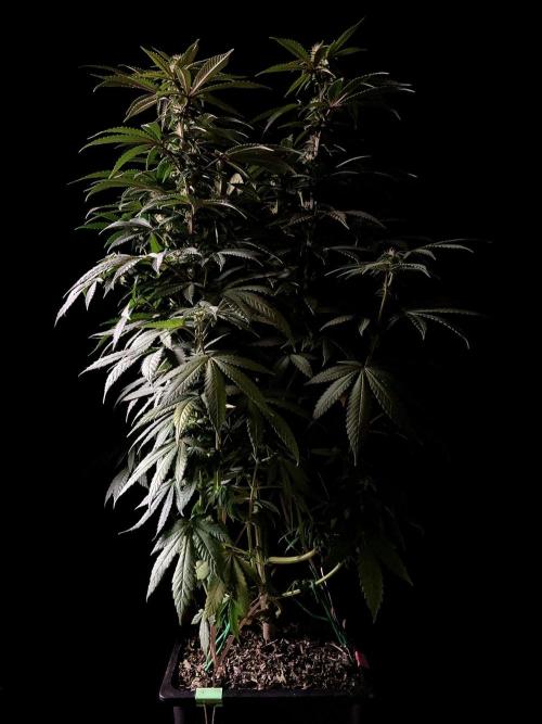 3M ⭕ Panama Red II. Week 10