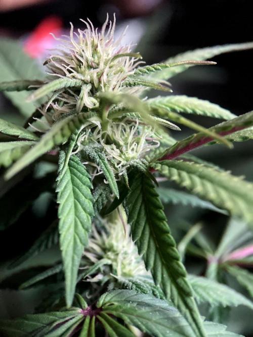 3M ⭕ Panama Red II. Week 10