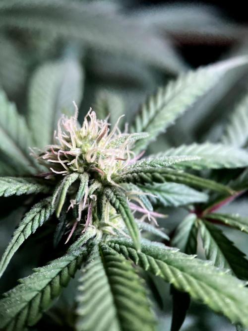 3M ⭕ Panama Red II. Week 10