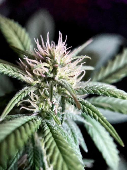 3M ⭕ Panama Red II. Week 10