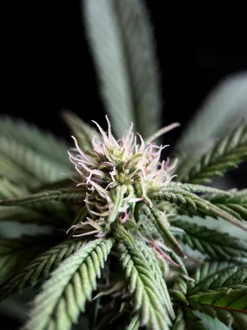 3M ⭕ Panama Red II. Week 10