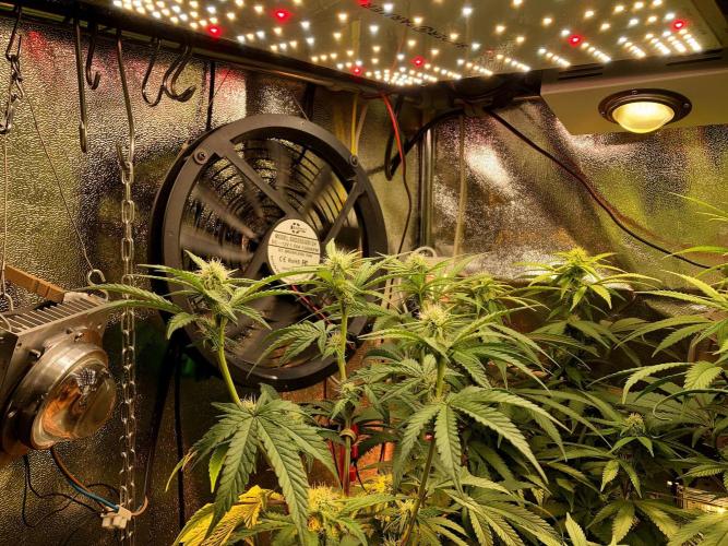 3M ⭕ Panama Red II. Week 10