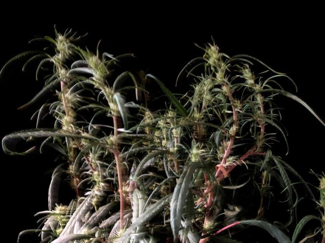 3M 🐵 Congo & x. Week 10