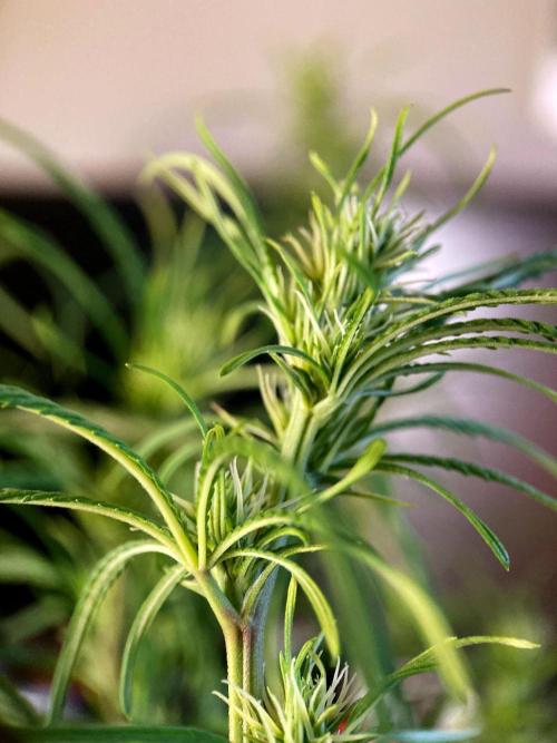 3M 🐵 Congo & x. Week 10