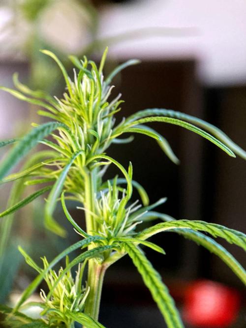 3M 🐵 Congo & x. Week 10