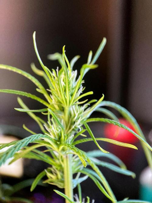 3M 🐵 Congo & x. Week 10