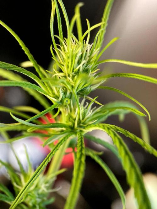 3M 🐵 Congo & x. Week 10