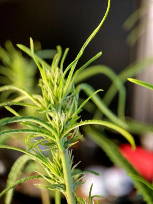 3M 🐵 Congo & x. Week 10