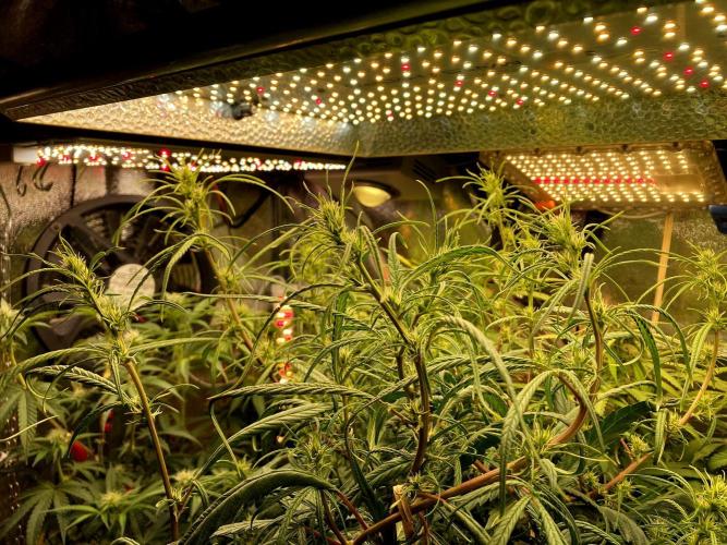 3M 🐵 Congo & x. Week 10