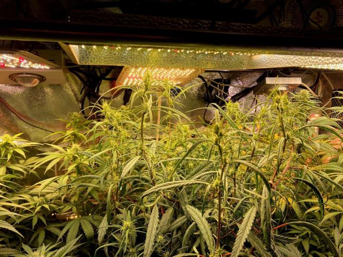 3M 🐵 Congo & x. Week 10